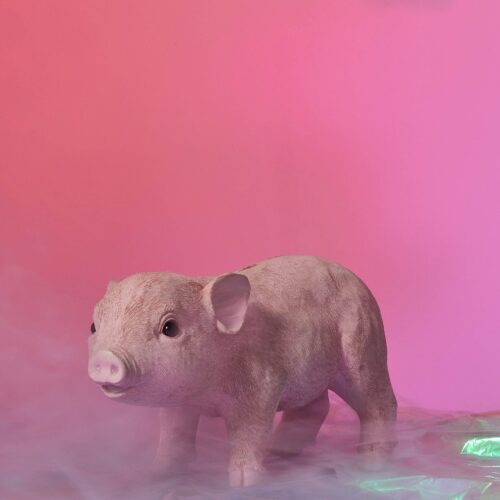 Toont 2 van 1 media items Laad meer UPLOADEN 1 / 1 – coinbank varken roze sfeerdecor.jpg BIJLAGEDETAILS coinbank varken roze sfeerdecor